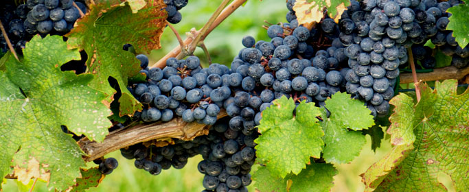 Featuring a wide selection of Central Coast Local wines from Paso Robles and San Luis Obispo, as well as imorted wines.